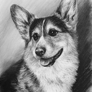 Op de afbeelding: Een zwart-witte potloodtekening van een corgi-hond met een gelukkige uitdrukking. De hond kijkt naar rechts in de afbeelding en heeft zijn tong lichtjes uitgestoken.
