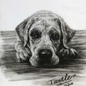 Pet Portrait Custom Charcoal Pet Loss Gift dog portrait charcoal pet illustration custom pet memorial drawing from photo image 10