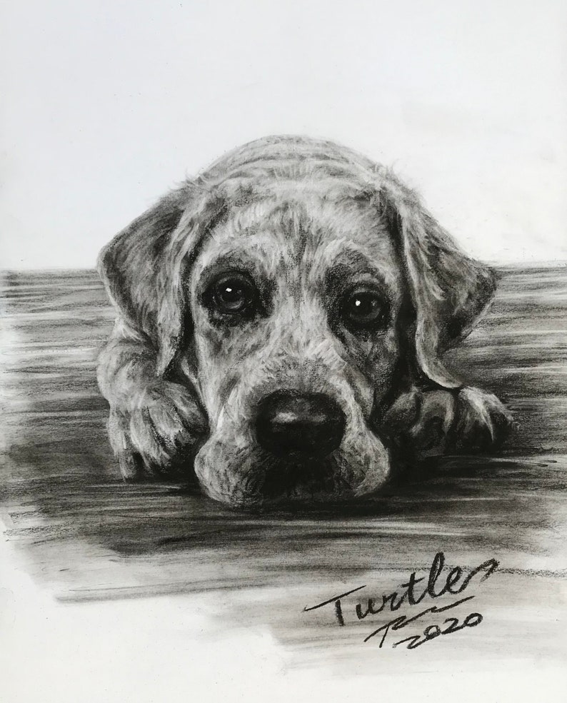 Pet Portrait Custom Charcoal Pet Loss Gift dog portrait charcoal pet illustration custom pet memorial drawing from photo image 10