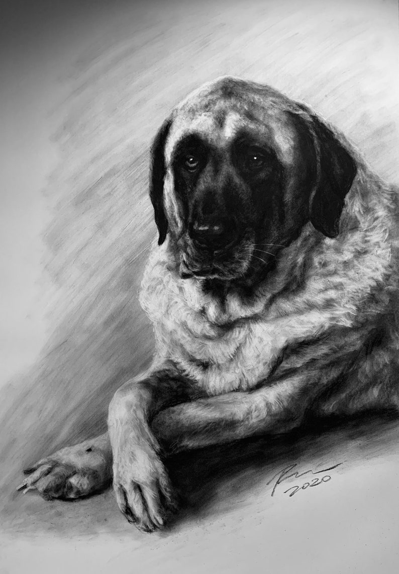 Pet Portrait Custom Charcoal Pet Loss Gift dog portrait charcoal pet illustration custom pet memorial drawing from photo image 9