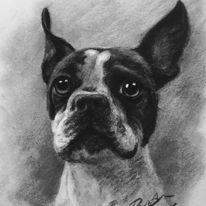 Op de afbeelding: Een zwart-witte houtskooltekening van een Boston Terrier die met een droevige uitdrukking omhoog kijkt. De tekening is rechtsonder getekend met "Russ 2016".