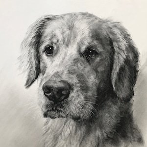 Pet Portrait Custom Charcoal Pet Loss Gift dog portrait charcoal pet illustration custom pet memorial drawing from photo image 1