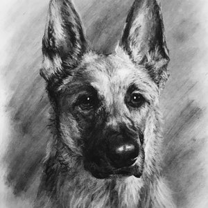 Pet Portrait Custom Charcoal Pet Loss Gift dog portrait charcoal pet illustration custom pet memorial drawing from photo image 8