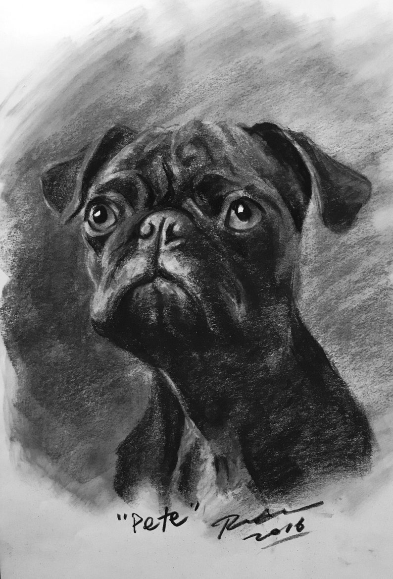 Op de afbeelding: Een zwart-witte houtskooltekening van een mops die omhoog kijkt. De tekening is gesigneerd met "Pete" en gedateerd 2016.