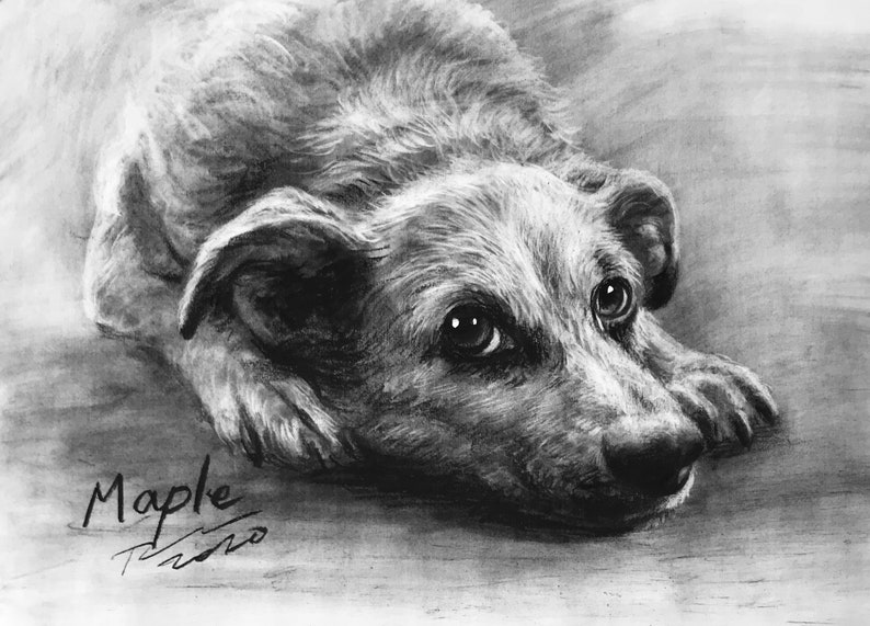 Pet Portrait Custom Charcoal Pet Loss Gift dog portrait charcoal pet illustration custom pet memorial drawing from photo image 7