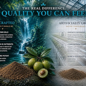 Wildcrafted vs artificially grown Kakadu Plum comparison infographic showing rainforest sourced superfruit, brown powder, nutrient density and natural antioxidant quality