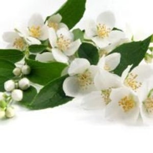 May include: A bouquet of white jasmine flowers with green leaves and buds.