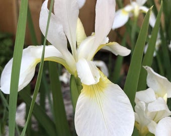 Racines et graines d'iris hollandais blanc, vivace, facile à cultiver, fleurs coupées de printemps et d'été résistantes aux cerfs, plantation d'extérieur et aménagement paysager
