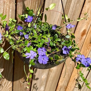 May include: A hanging basket filled with vibrant purple flowers and lush green foliage. The basket is suspended by dark metal wires against a wooden fence. The flowers have five petals and are in full bloom.