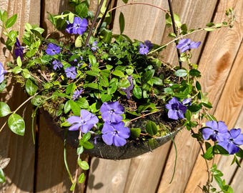 Pervenche de Bowles, plante grimpante vivace à feuillage persistant, idéale pour les massifs et les suspensions, floraison printanière, enracinée, 7,5 à 10 cm (Vinca minor).