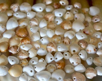 Miniature Sea Shells with holes, Small and Micro-mini, Natural DIY Arts & Crafts Material for Craft Projects, Jewelry, Accents, Decorations