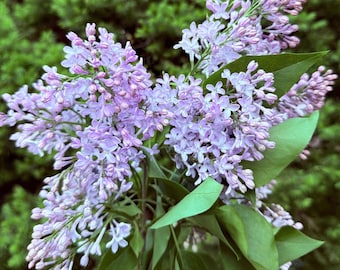 Planta de lila (Syringa) de fuerte fragancia, perenne, para flor cortada, jardinería, paisajismo, jardín floral, arbusto florido *ENVÍO EN OCTUBRE