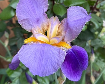 Purple Bearded Iris Rhizomes Heirloom Extra Long Stem Cut Flowers Easy to Grow Large Perennial Spring Flowers for Fall Planting