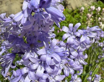 10 JUMBO Spanish Bluebells Bulbs, Fragrant Perennial Cut Flower, Gardening, Landscaping, Floral Garden Spring Shade Flowering Plants