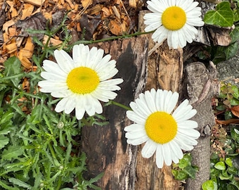 8 Margarita Daily Woodlands Plantas vivas de raíz desnuda, flores perennes de tallo largo para cortar, flores hermosas para plantar en otoño en macizos de flores que bloquean las malas hierbas