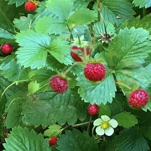 May include: Close-up of a strawberry plant with bright red berries and green leaves. Several ripe strawberries are visible, along with a few unripe ones. A small white flower with a yellow center is also present.