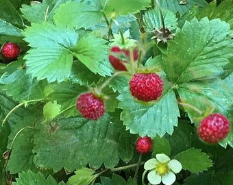 10, 20 Wild Strawberry Roots, Live Edible Fruit Plants for Planting, Wild Soil Mountain Grown Natural Perennial Fragaria Vesca