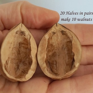 May include: Two empty walnut shells are held in a hand. The shells are light brown and have a textured interior. Text in the image reads: "20 Halves in pairs make 10 walnuts."
