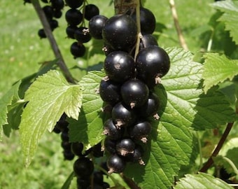 Consort Black Currant Rooted Plant, Live Self-Pollinating Edible Fruit Shrub for Outdoors Planting / 12" inches Starter / NO POT