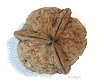 RARE 3 Seam Raw Walnut, One of a Kind Natural Arts and Crafts Supply, Crafting Parts, Unique, Rare Natural Products, One Piece Unopen Walnut