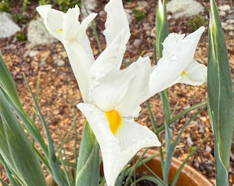 Bulbos de iris blanco, Iris Hollandica Perenne Fácil de cultivar Resistente a los ciervos Primavera Tallo largo Flor cortada Plantación al aire libre Parterres florales Paisajismo