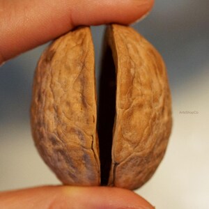 May include: A close-up of a walnut, split open to reveal the interior. The shell is a light brown color with a textured surface. The walnut is being held open by a finger and thumb.