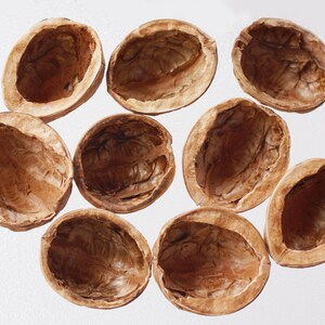 Peut inclure: Dix coquilles de noix vides, dispos&eacute;es sur une surface blanche. Les coquilles pr&eacute;sentent un ext&eacute;rieur brun clair et un int&eacute;rieur brun plus fonc&eacute;. L'image met l'accent sur les textures et les formes naturelles des coquilles, mettant en valeur les restes de la noix.