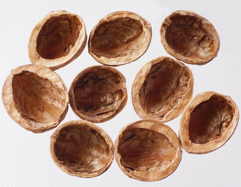 Peut inclure: Dix coquilles de noix vides, dispos&eacute;es sur une surface blanche. Les coquilles pr&eacute;sentent un ext&eacute;rieur brun clair et un int&eacute;rieur brun plus fonc&eacute;. L'image met l'accent sur les textures et les formes naturelles des coquilles, mettant en valeur les restes de la noix.