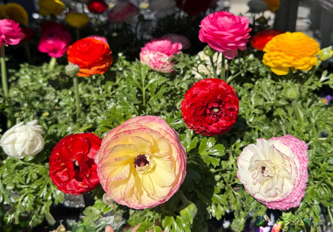 Holand Ranunculus Ranunculus Buttercup Corms for Planting, Gardening, Landscaping, Floral ...