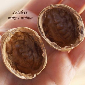 May include: Two halves of a walnut shell, showcasing the interior texture and shape. The shells are held in a hand, with the text "2 Halves make 1 walnut" visible. The shells are light brown.