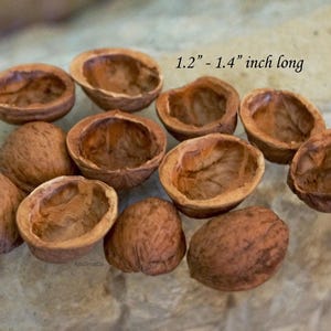 Mixed Walnut Shell Halves Different Sizes & Shapes Natural Decorative Parts for DIY Projects, Arts Crafts Supply, Unique Handmade Ornaments