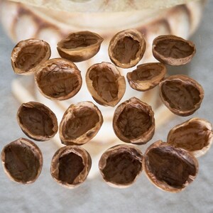 Imperfectly Opened Natural Walnut Shell Halves for Arts and Crafts, Home Decorations & Seasonal Accents, Mixed Sizes Chipped Walnut Shells