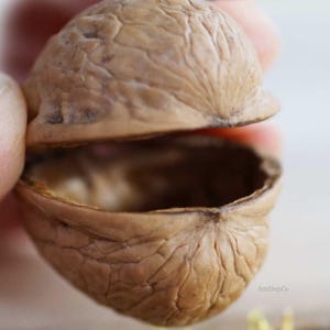 May include: Close-up of a walnut shell, split open to reveal the interior. The shell is a light brown color with a textured surface. The image highlights the natural patterns and details of the nut's exterior.