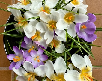 10 Crocus Bulbs White and Purple Spring Lawn and Hanging Basket Perennial Flowers, Crocus Vernus, Landscaping Flowers for Outdoors Planting