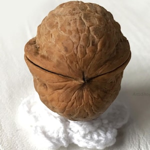 May include: A large, brown walnut with a textured surface, resting on a small, white, crocheted doily. The walnut is split open, revealing the potential for the nut inside. The image is well-lit, highlighting the natural details of the walnut.