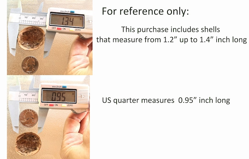 Puede incluir: Primer plano de un calibrador digital que mide una concha a 3,4 cm. Un cuarto de d&oacute;lar estadounidense mide 2,4 cm. El texto indica que las conchas miden de 3,0 cm a 3,6 cm de largo.