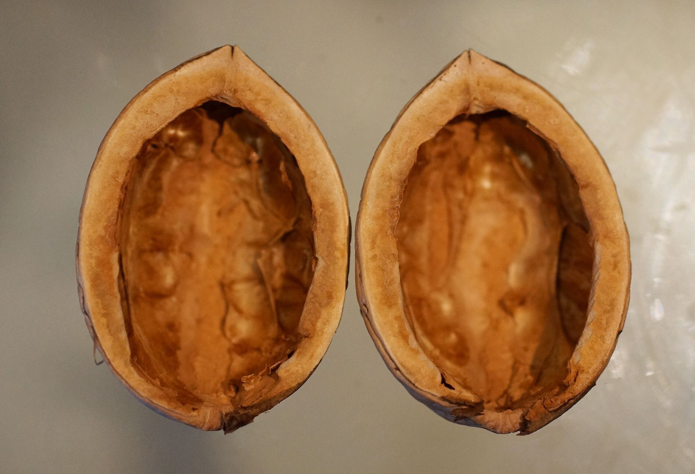 1.7 1.8 inch long Walnut Shell Halves in Pairs Etsy