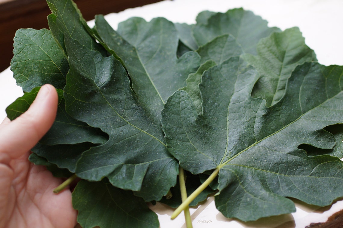 Organic Dried Figs Leaves Turkish Fig Leaf Natural Tea Etsy