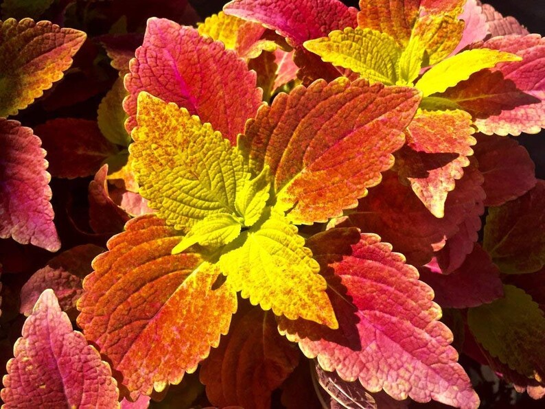Coleus Wizard Red Velvet Flower Seeds Annual 50+