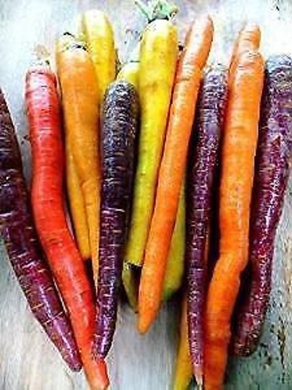 100 Seeds ORGANIC Carrot  Mixed colours and varieties