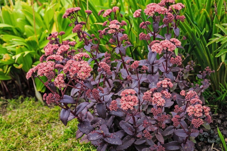 Sedum forsterianum ‘Silver Stone’ 100 Seeds,blue-green needle leaves,gold flower