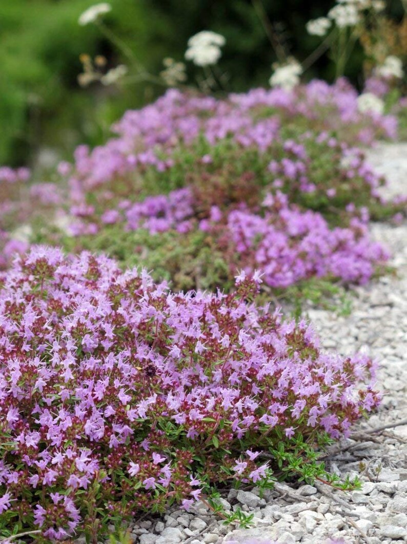 Schleichende Thymian Thymus Serpyllum Bodendecker 300 Samen Etsy