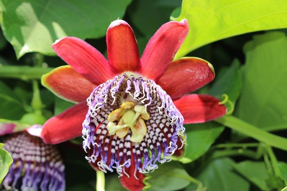 Passiflora laurifolia PASSIONFLOWER Exotic SEEDS!