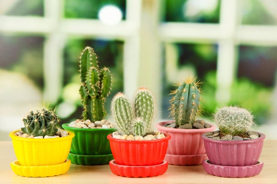 Windowsill Cactus Collection 50 Seeds Etsy