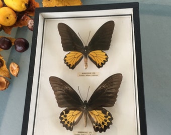 2 Butterflies Birdwing (M) and (F) Framed Glass Frame