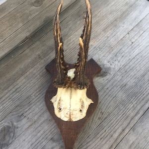 Antlers, Horns, Hunting, Deer Deer Forest Animals Trophy