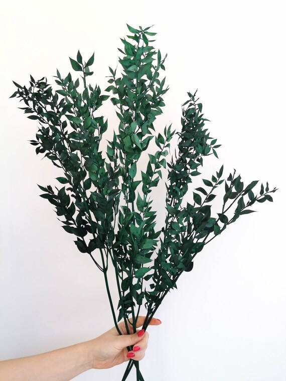 Preserved Emerald Green Ruscus Dried Flower Bunch Great Etsy