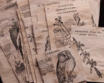 Puede incluir: Una colección de páginas vintage, envejecidas y amarillentas de un libro sobre animales y sus características. Las páginas presentan ilustraciones de un búho, un pájaro y una planta con un texto que dice "Dederitne viam ca. svsve devsve".