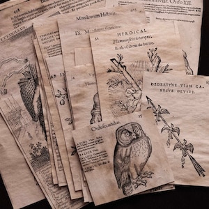 CUENTOS MEDIEVALES / Kit de diario basura, grimorio de bruja medieval, efímera de álbum de recortes, grimorio, libro de hechizos, wicca, paganismo, brujería, collage