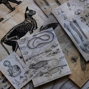 CURIOSITÀ ANATOMICHE / Kit per diario di scarto - per principianti nel journaling - Kit di effimeri per art journaling, mondo accademico, vintage, gotico